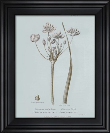 Framed Conversations on Botany II Blue Print