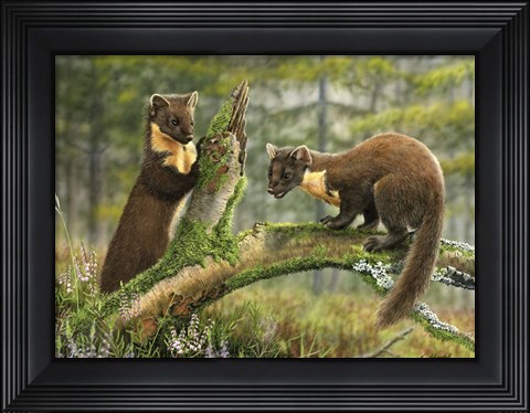 Framed Pine Martens Print