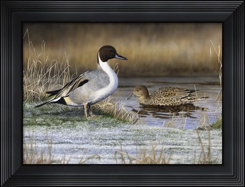 Framed Pintail Ducks Print