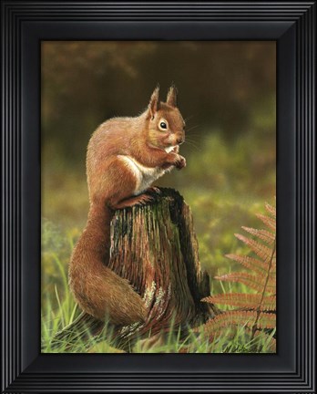 Framed Red Squirrel Print