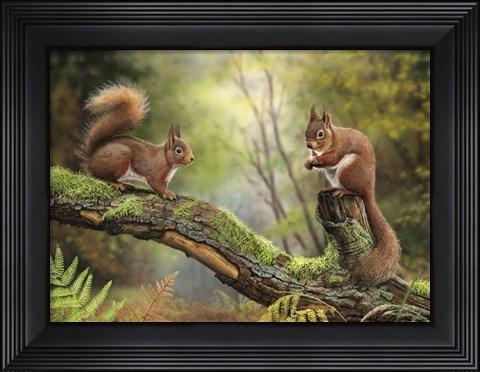Framed Red Squirrels Print