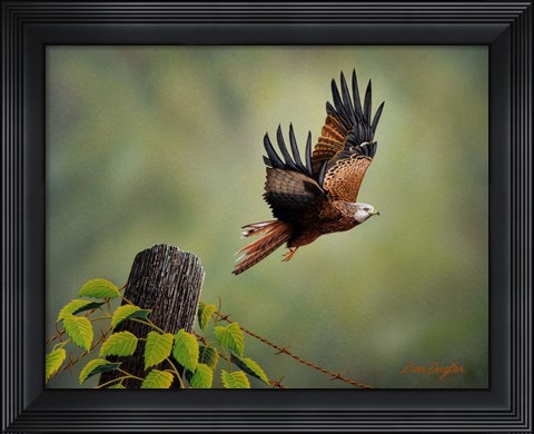 Framed Red Kite Print
