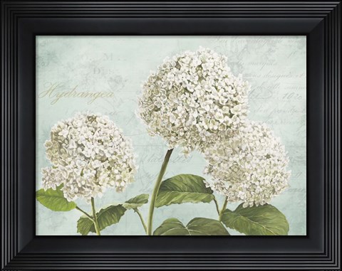 Framed Hydrangeas I (Aqua) Print