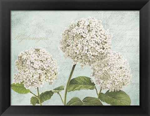 Framed Hydrangeas I (Aqua) Print