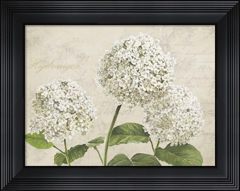 Framed Hydrangeas I (Neutre) Print