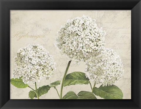 Framed Hydrangeas I (Neutre) Print