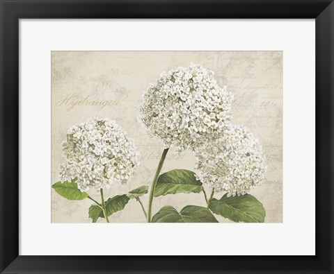 Framed Hydrangeas I (Neutre) Print