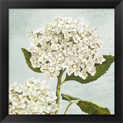 Framed Hydrangeas II (Aqua) Print