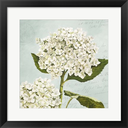 Framed Hydrangeas II (Aqua) Print