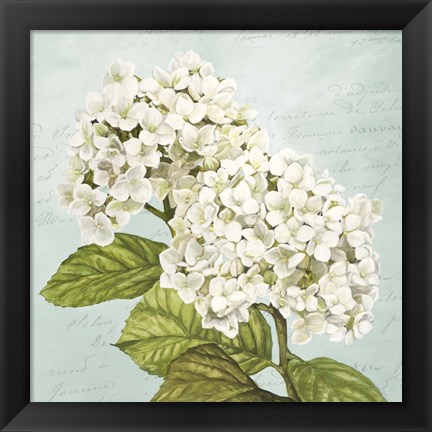 Framed Hydrangeas III (Aqua) Print