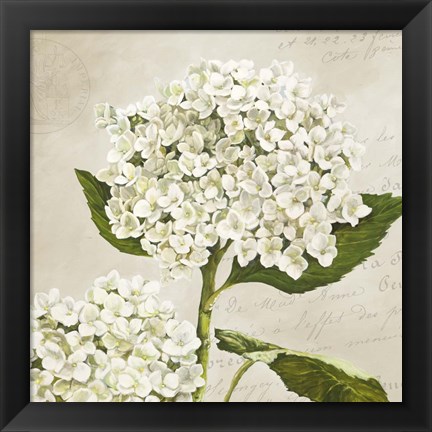 Framed Hydrangeas II (Neutre) Print