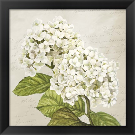 Framed Hydrangeas III (Neutre) Print