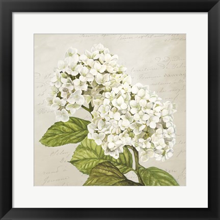 Framed Hydrangeas III (Neutre) Print