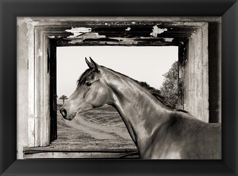 Framed Arab King (BW) Print