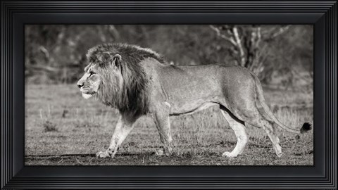 Framed Lion Walking in African Savannah Print