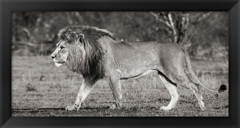 Framed Lion Walking in African Savannah Print