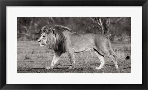 Framed Lion Walking in African Savannah Print