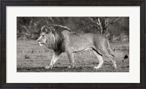 Framed Lion Walking in African Savannah Print