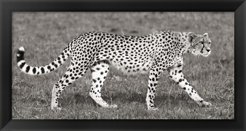 Framed Cheetah Hunting, Masai Mara Print