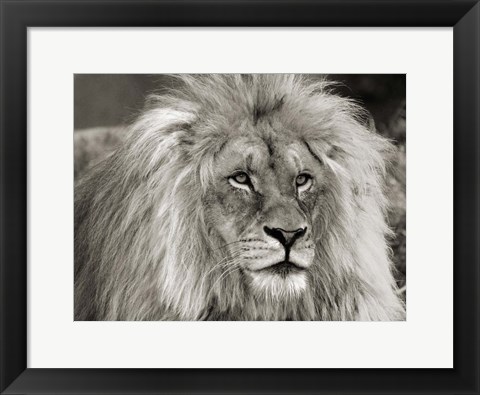 Framed King of Africa Print