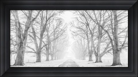Framed Tree Lined Road in the Snow Print