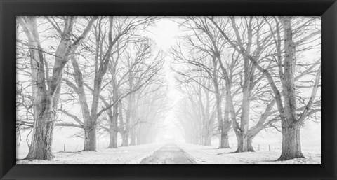 Framed Tree Lined Road in the Snow Print