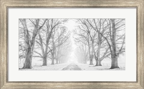 Framed Tree Lined Road in the Snow Print