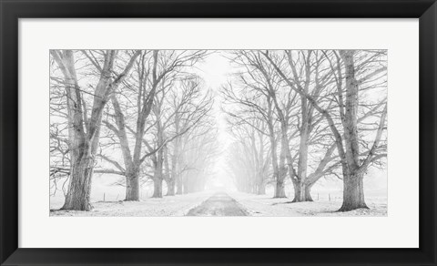 Framed Tree Lined Road in the Snow Print