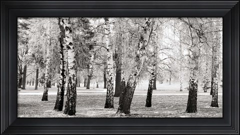 Framed Birches in a Park Print