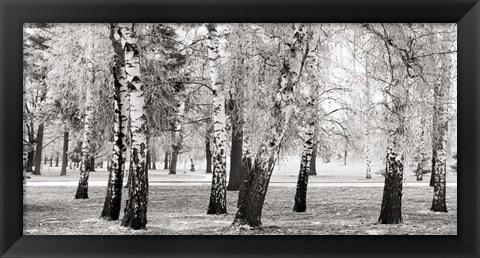 Framed Birches in a Park Print