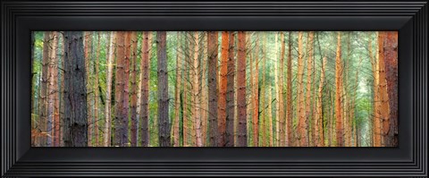 Framed Colors of the Woods Print