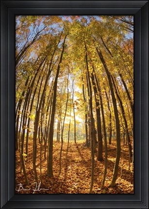 Framed Autumn In The Woods Print