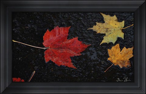 Framed Leaves of Color Print