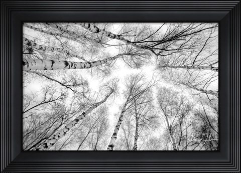 Framed Through The Birch Trees Print
