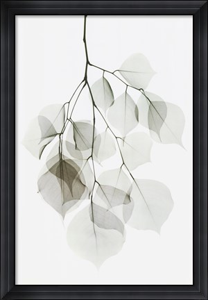 Framed Dalbergia Print