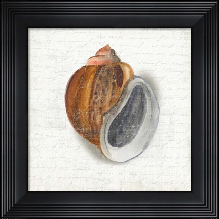 Framed Seashell Portrait I Print