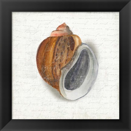 Framed Seashell Portrait I Print