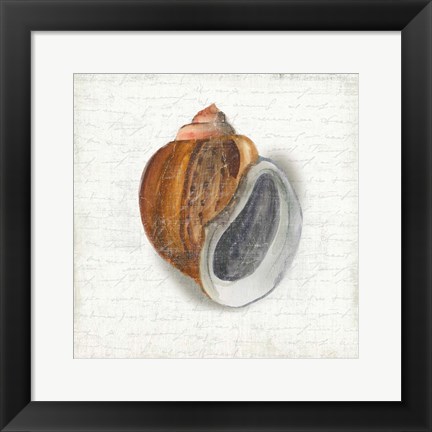 Framed Seashell Portrait I Print