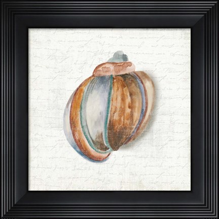 Framed Seashell Portrait II Print