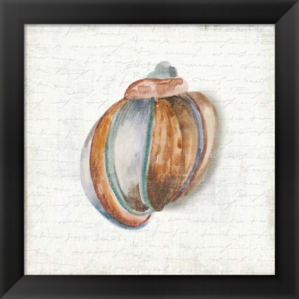 Framed Seashell Portrait II Print