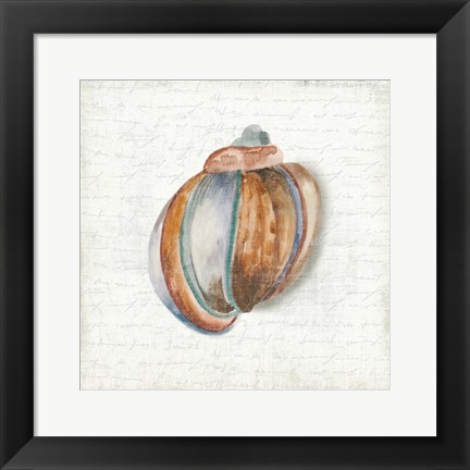 Framed Seashell Portrait II Print