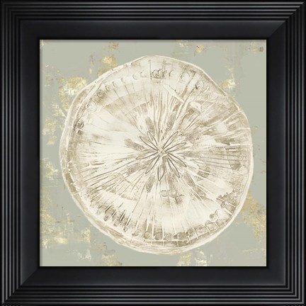 Framed Cone Shells II Print