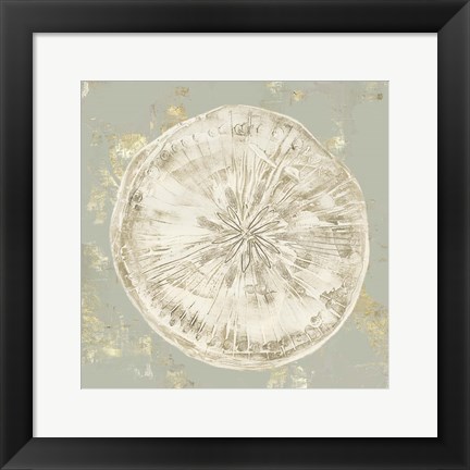 Framed Cone Shells II Print