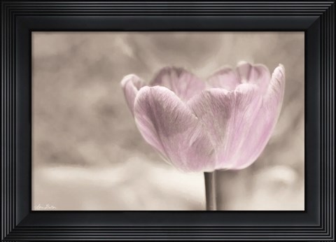 Framed Violet Tulip Print