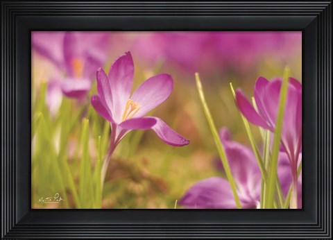 Framed Wide Open Print