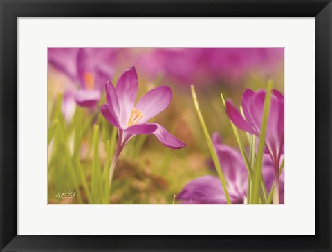 Framed Wide Open Print