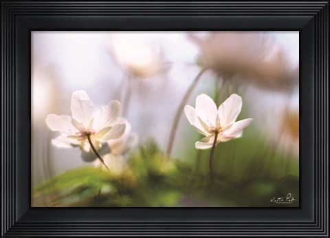Framed Anemones Print
