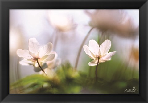 Framed Anemones Print