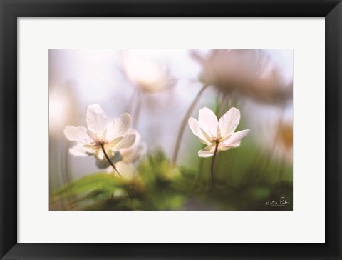 Framed Anemones Print