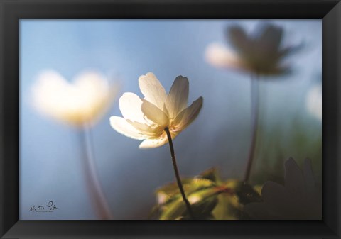 Framed Anemones in Blue Print